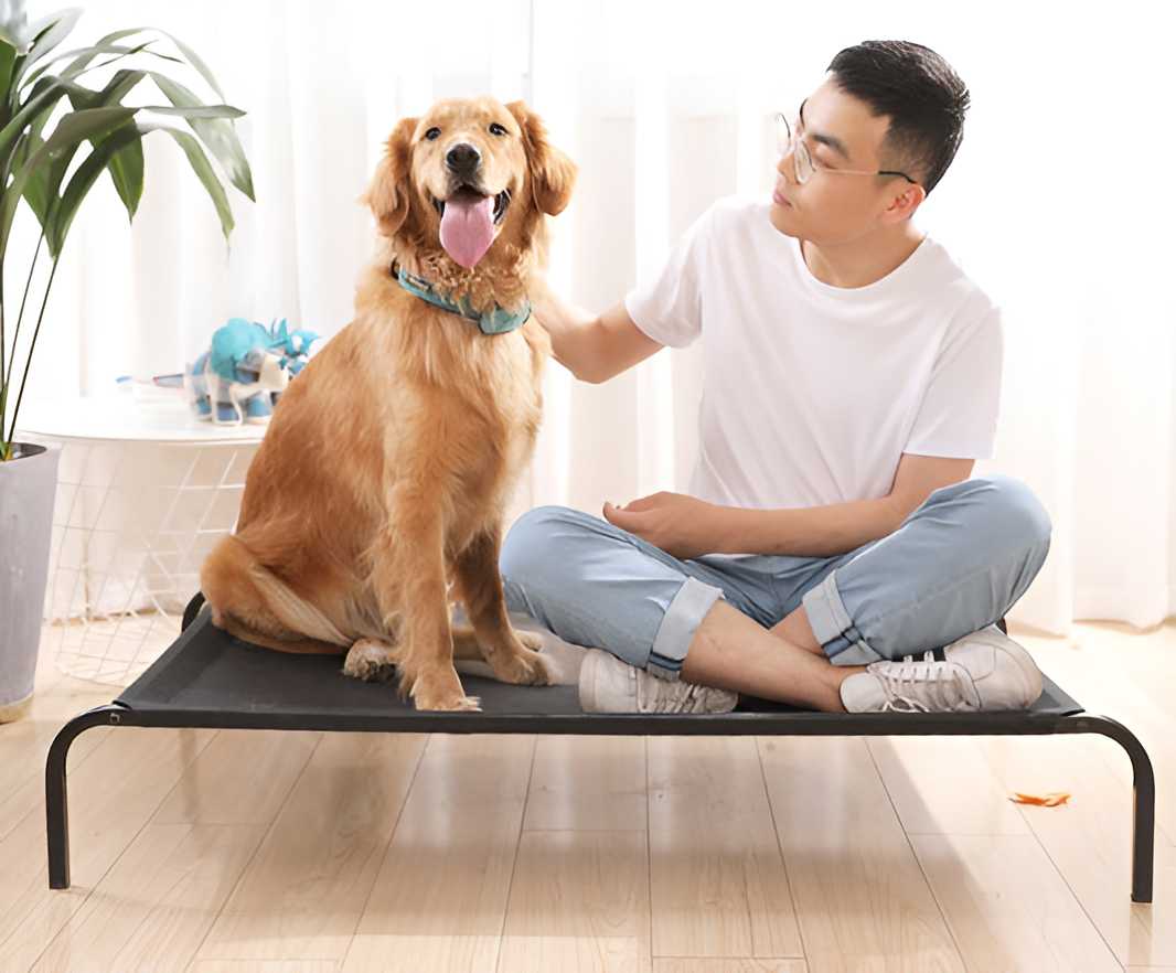 Finding the Right Pet Bed